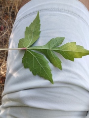 Ampelopsis aconitifolia