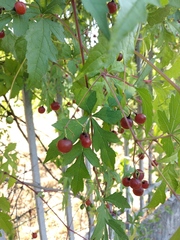Ampelopsis aconitifolia