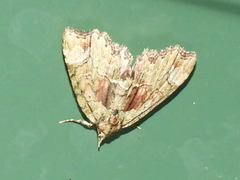 Tamba conscripta