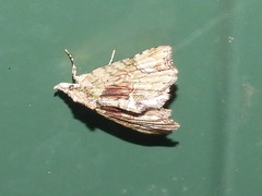 Tamba conscripta