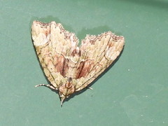 Tamba conscripta