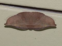 Xenomusa metallica