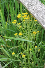 Tephroseris palustris