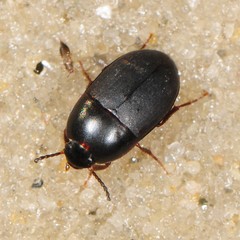 Gondwanocrypticus platensis