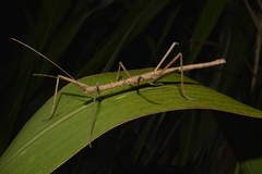 Paramenexenus ceylonicus
