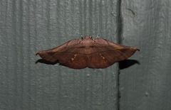 Xenomusa metallica