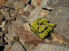 Draba lemmonii