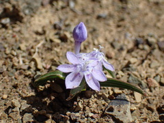 Lapeirousia plicata