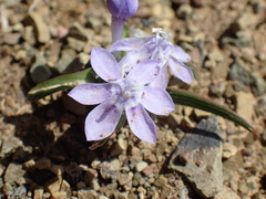 Lapeirousia plicata