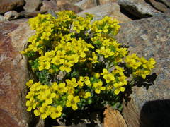 Draba lemmonii