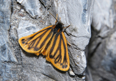 Setina aurita