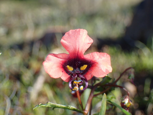 Image of Alonsoa unilabiata by (c) Mahomed Desai, some rights reserved (CC BY)