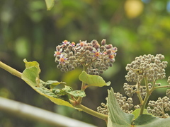 Trichospermum pleiostigma