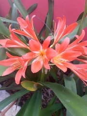 Clivia miniata miniata