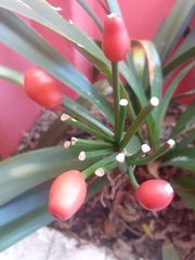 Clivia miniata miniata