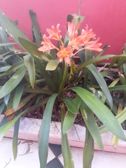 Clivia miniata miniata