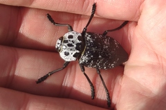 Capnodis cariosa