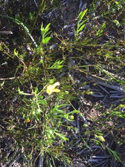 Osteospermum ciliatum