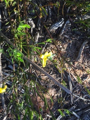 Osteospermum ciliatum