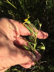 Osteospermum ciliatum