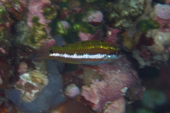 Thalassoma quinquevittatum