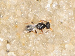 Platygastridae