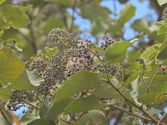 Trichospermum pleiostigma