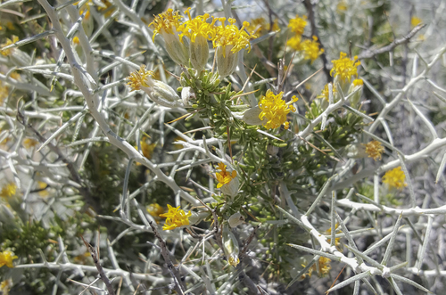 Tetradymia axillaris var. longispina