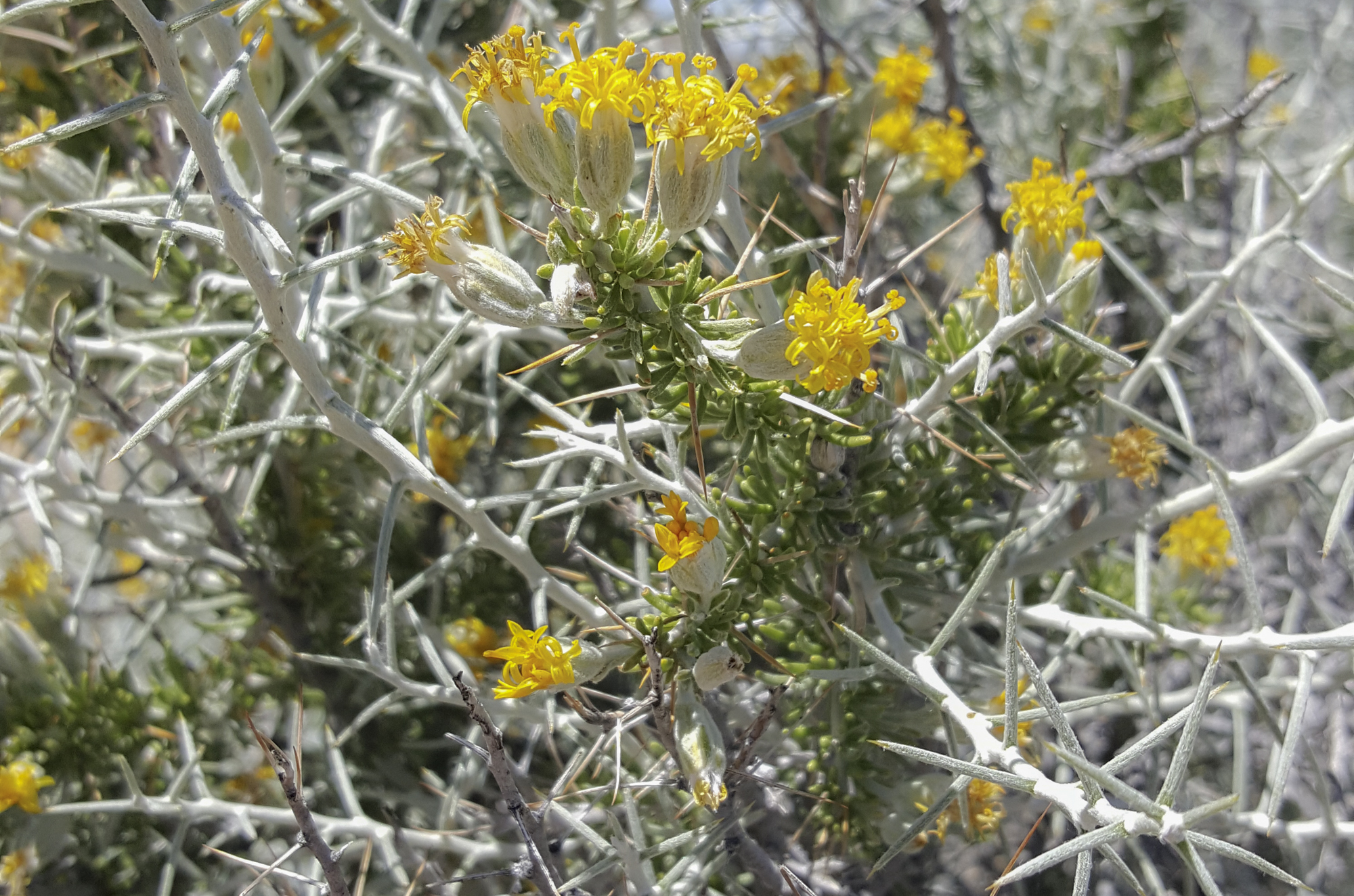 Tetradymia axillaris var. longispina