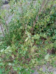 Urtica dioica