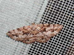 Hypomecis externaria