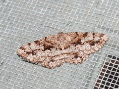 Hypomecis externaria