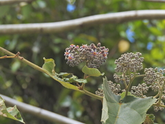 Trichospermum pleiostigma