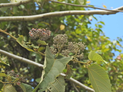 Trichospermum pleiostigma