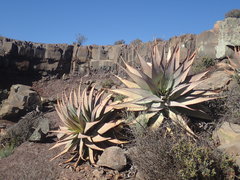 Aloe glauca