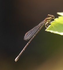 Prodasineura autumnalis
