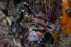 Pterois antennata