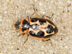 Naemia seriata