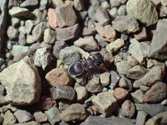 Meranoplus peringueyi