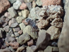 Meranoplus peringueyi