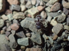 Meranoplus peringueyi