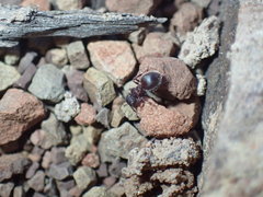 Meranoplus peringueyi