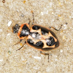 Naemia seriata