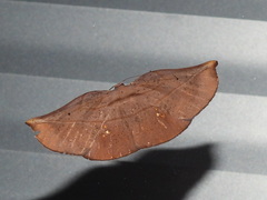 Xenomusa metallica