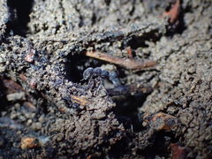 Meranoplus peringueyi