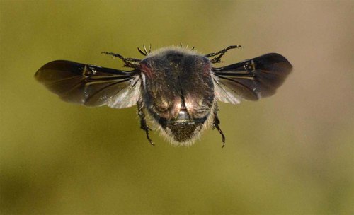 Odontorrhina