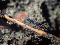 Meranoplus peringueyi