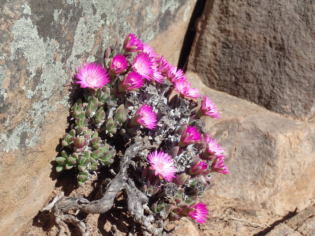 Antimima loganii, Namakwa, South Africa