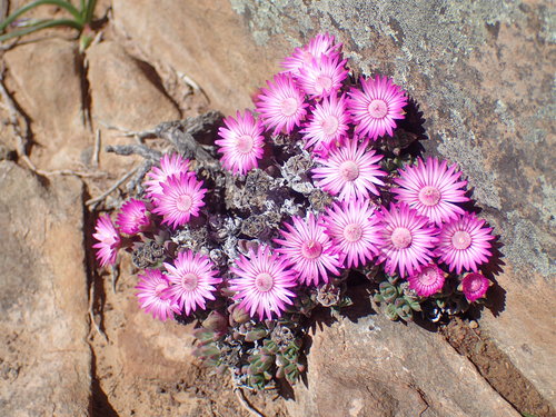 Antimima loganii