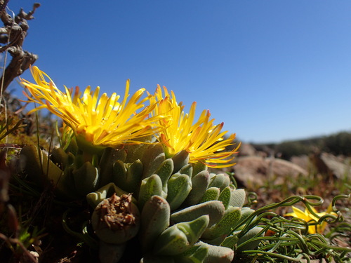 Cheiridopsis namaquensis